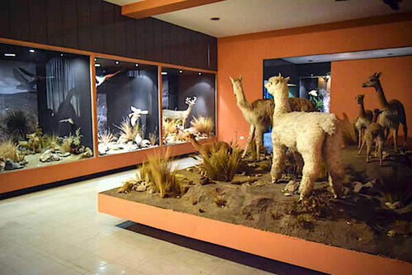 Museo Salesiano Vicente Rasetto
